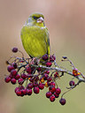 BUITEN BEELD Foto: 256846