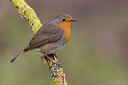 BUITEN BEELD Foto: 256859