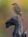 BUITEN BEELD Foto: 256863