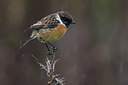 BUITEN BEELD Foto: 256865