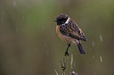 BUITEN BEELD Foto: 256866