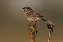 BUITEN BEELD Foto: 256869
