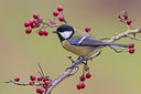 BUITEN BEELD Foto: 256889