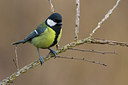 BUITEN BEELD Foto: 256890