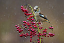 BUITEN BEELD Foto: 256936