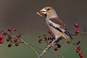 BUITEN BEELD Foto: 256941