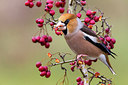 BUITEN BEELD Foto: 256949