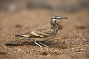 BUITEN BEELD Foto: 256986