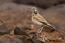 BUITEN BEELD Foto: 256990