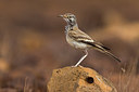 BUITEN BEELD Foto: 256994