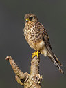 BUITEN BEELD Foto: 257033