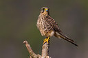 BUITEN BEELD Foto: 257042
