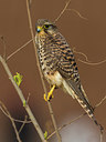 BUITEN BEELD Foto: 257047