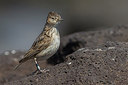 BUITEN BEELD Foto: 257068