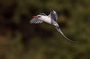 BUITEN BEELD Foto: 257104