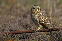 BUITEN BEELD Foto: 257146