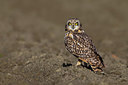 BUITEN BEELD Foto: 257156