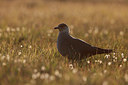 BUITEN BEELD Foto: 257226