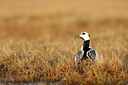 BUITEN BEELD Foto: 257249