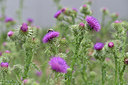 BUITEN BEELD Foto: 257305
