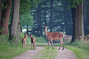 BUITEN BEELD Foto: 257307