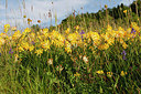 BUITEN BEELD Foto: 257324