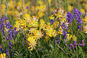 BUITEN BEELD Foto: 257325
