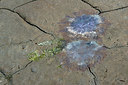 BUITEN BEELD Foto: 257414