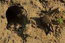 BUITEN BEELD Foto: 257488