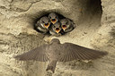 BUITEN BEELD Foto: 257491