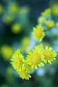 BUITEN BEELD Foto: 257515