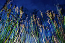 BUITEN BEELD Foto: 257542