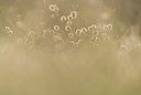 BUITEN BEELD Foto: 257582