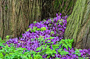 BUITEN BEELD Foto: 257594