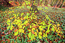 BUITEN BEELD Foto: 257656