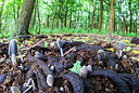 BUITEN BEELD Foto: 257685