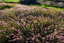 BUITEN BEELD Foto: 257811