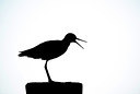 BUITEN BEELD Foto: 257852