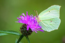 BUITEN BEELD Foto: 257860