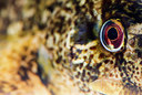 BUITEN BEELD Foto: 257939