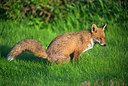 BUITEN BEELD Foto: 258004