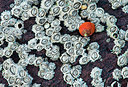 BUITEN BEELD Foto: 258034
