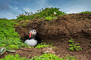 BUITEN BEELD Foto: 258250