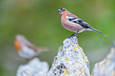BUITEN BEELD Foto: 258269