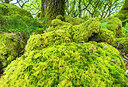 BUITEN BEELD Foto: 258281
