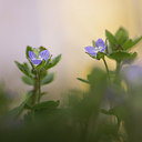 BUITEN BEELD Foto: 258379