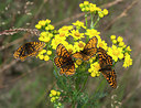BUITEN BEELD Foto: 258561