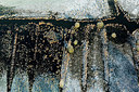 BUITEN BEELD Foto: 258578