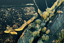BUITEN BEELD Foto: 258635