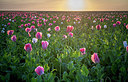BUITEN BEELD Foto: 258772